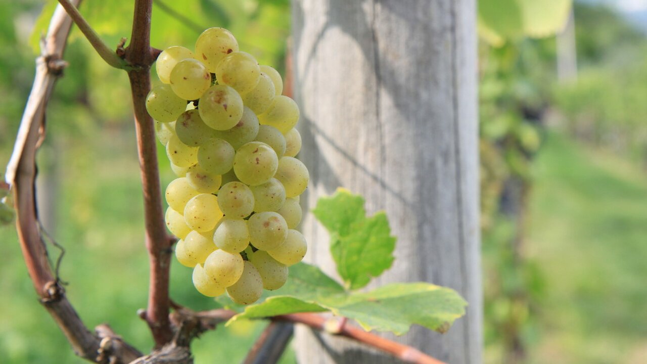 Pinot blanc Bolzano and surroundings Wine Road