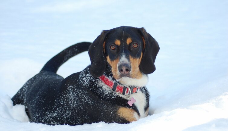 weinstrasse Hund Winter